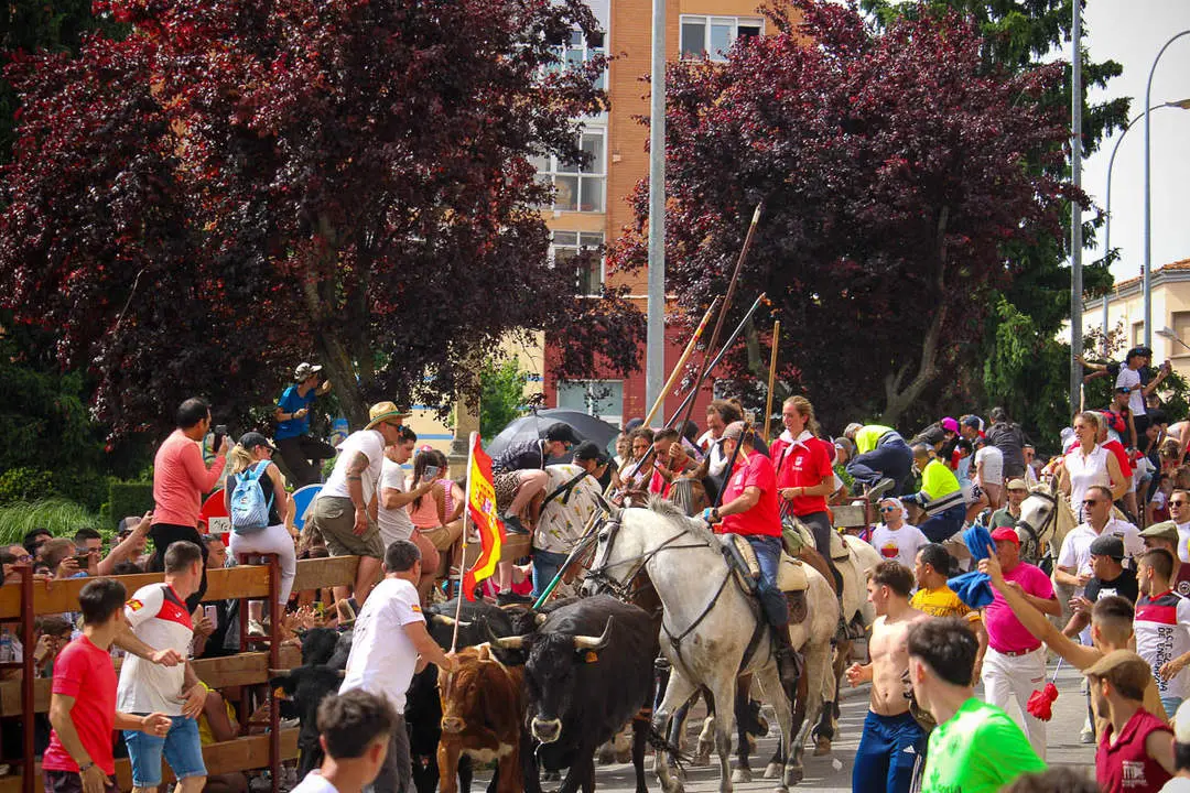 Llegada de los novillos a la plaza de toros-32