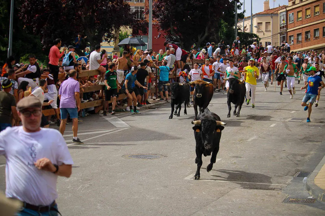 Llegada de los novillos a la plaza de toros-38