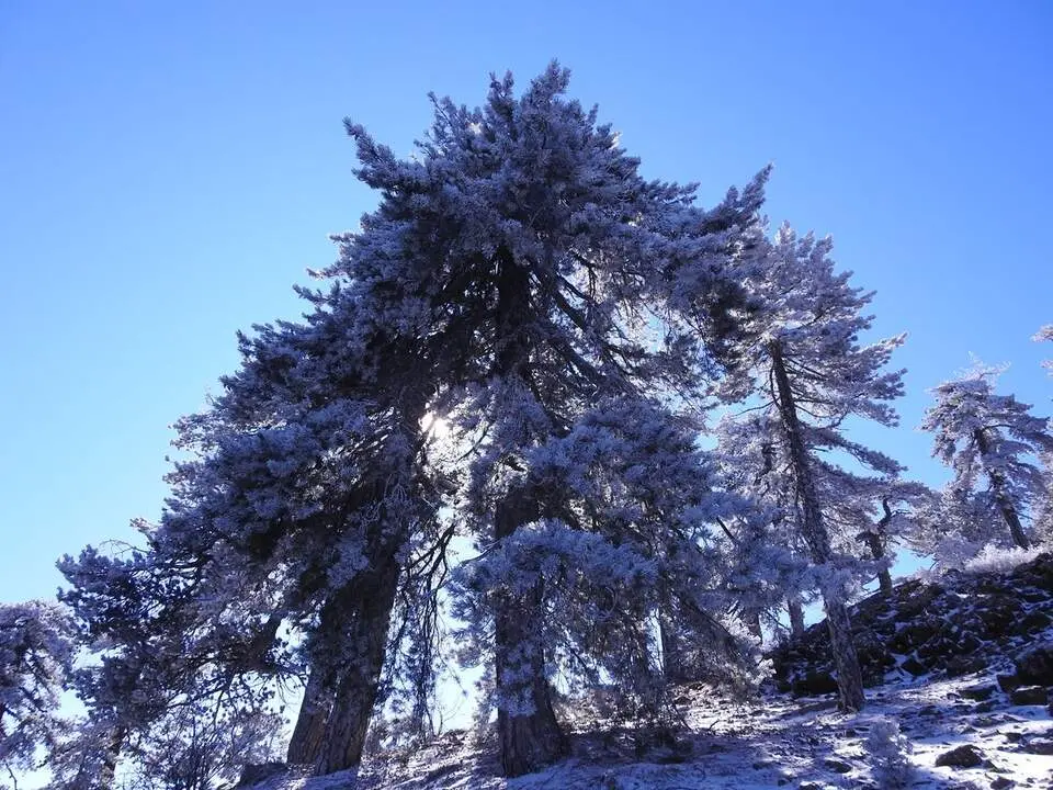 1. Senda Artemisa en Monte Olimpo, Troodos (1)