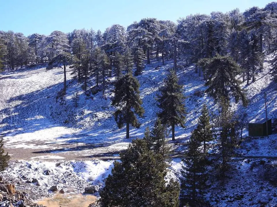 1. Senda Artemisa en Monte Olimpo, Troodos (2)