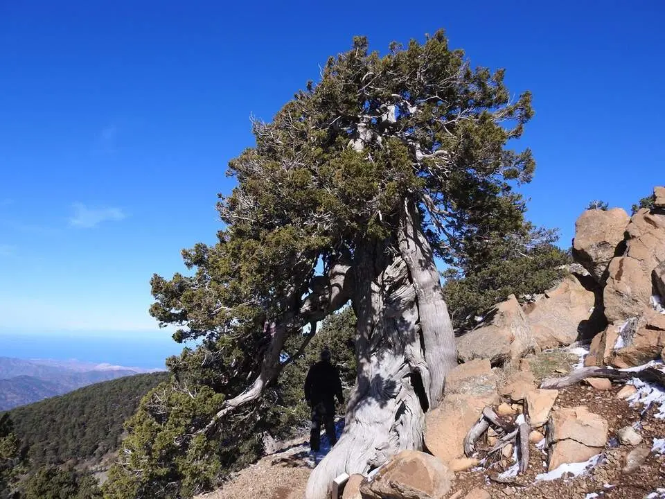 1. Senda Artemisa en Monte Olimpo, Troodos (4)