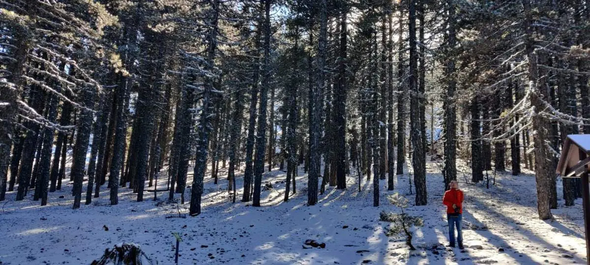 1. Senda Artemisa en Monte Olimpo, Troodos (10)