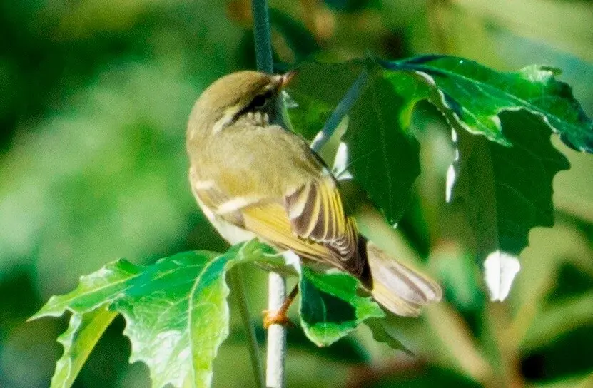 Mosquitero bilistado