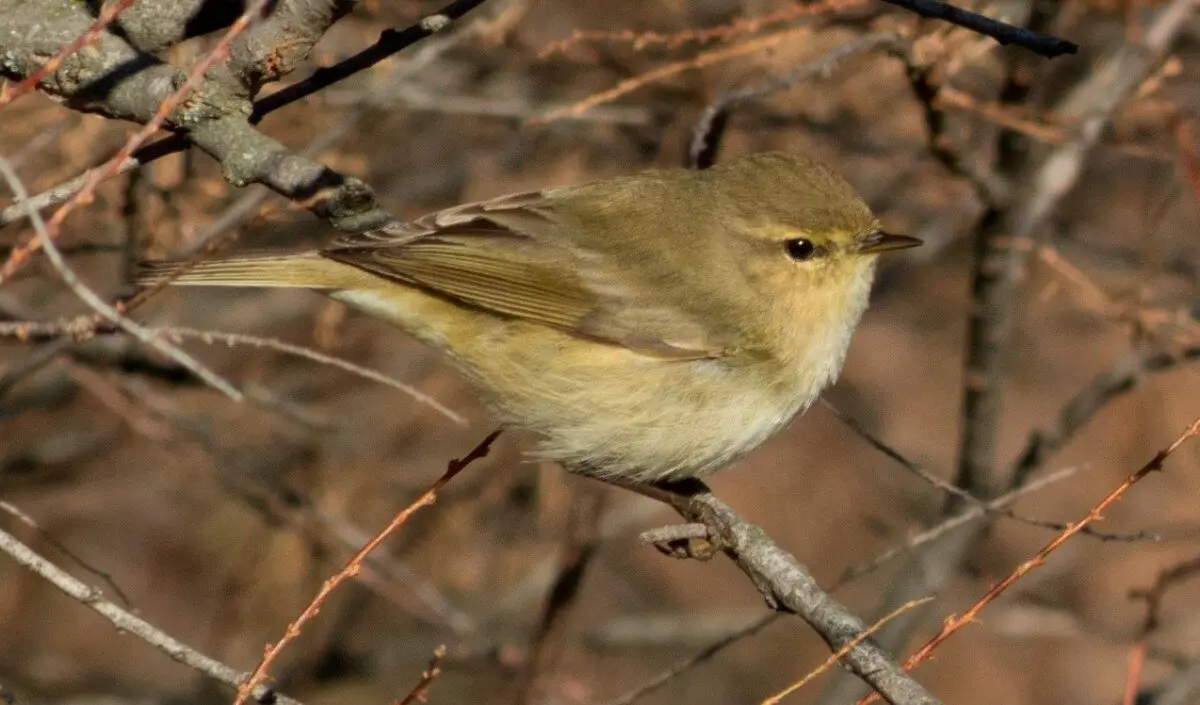 Mosquitero com&uacute;n