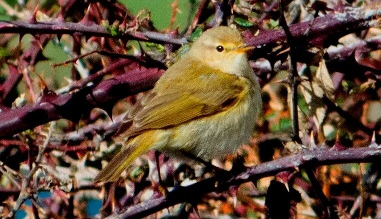 Mosquitero ib&eacute;rico