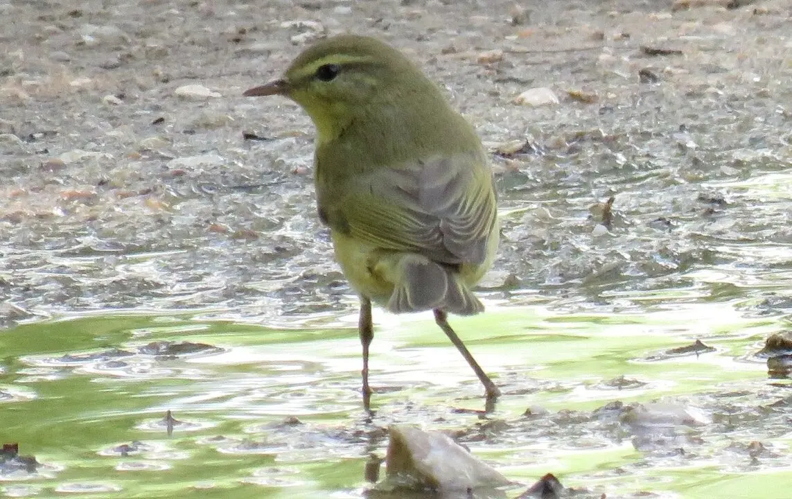 Mosquitero musical