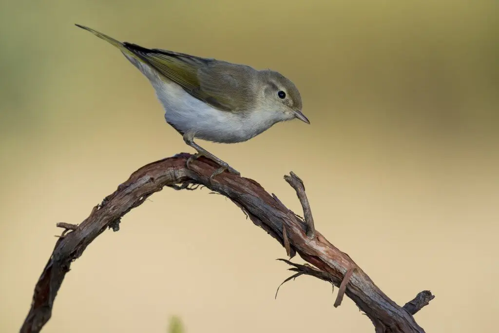 Mosquitero papialbo