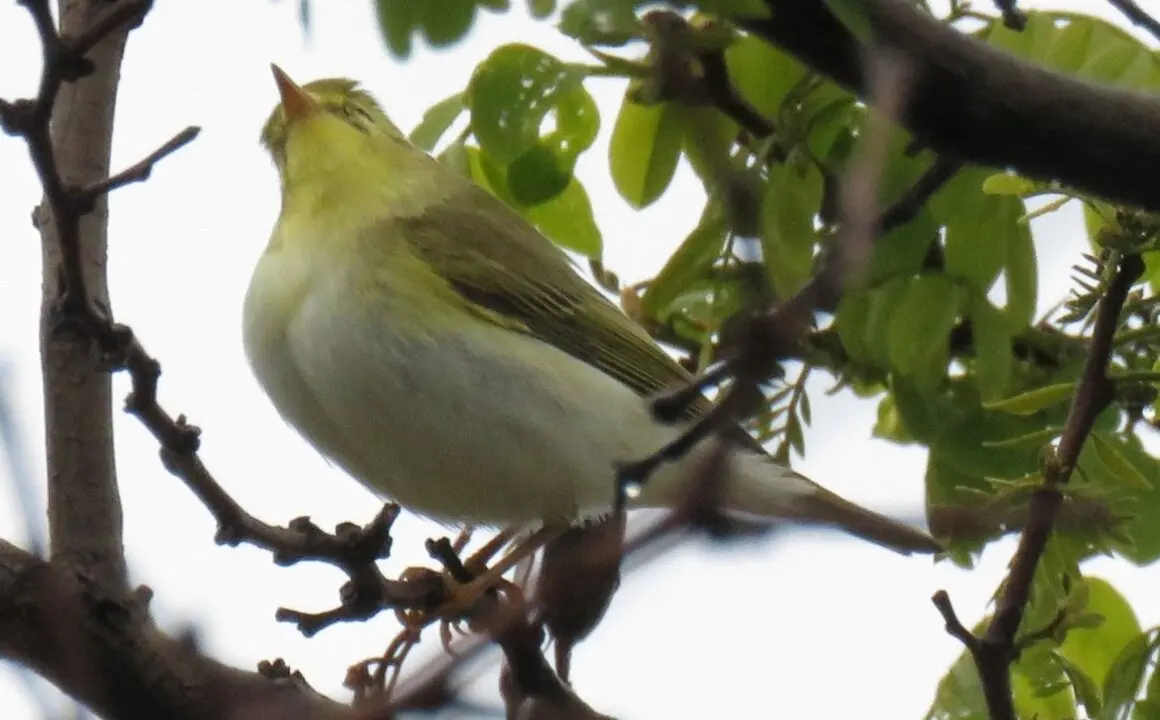 Mosquitero silbador