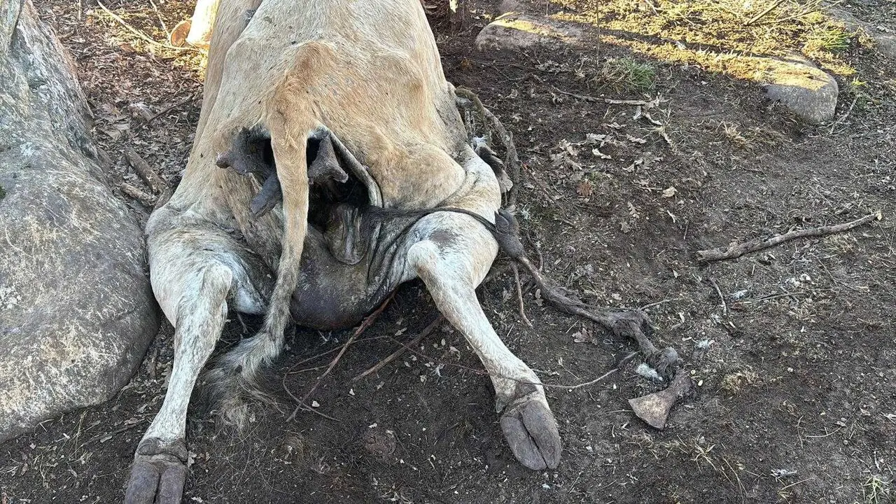 ASAJA Soria denuncia que se est&aacute;n intensificando los ataques de buitres al ganado