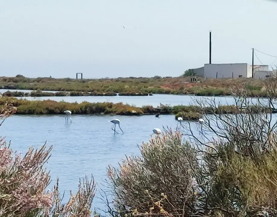 16. Flamencos en Parque Natural R&iacute;a Formosa