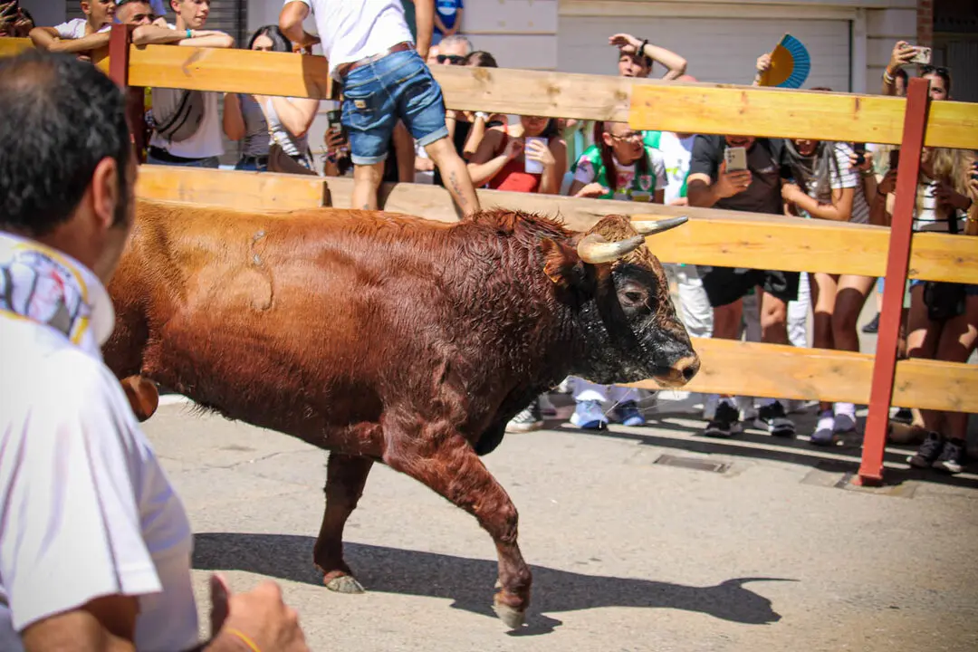 Llegada de La Saca a la plaza de Toros-18