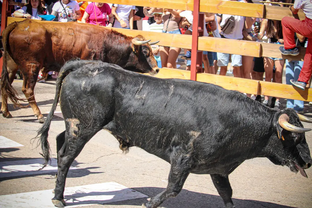 Llegada de La Saca a la plaza de Toros-28