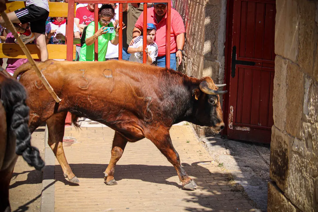 Llegada de La Saca a la plaza de Toros-30