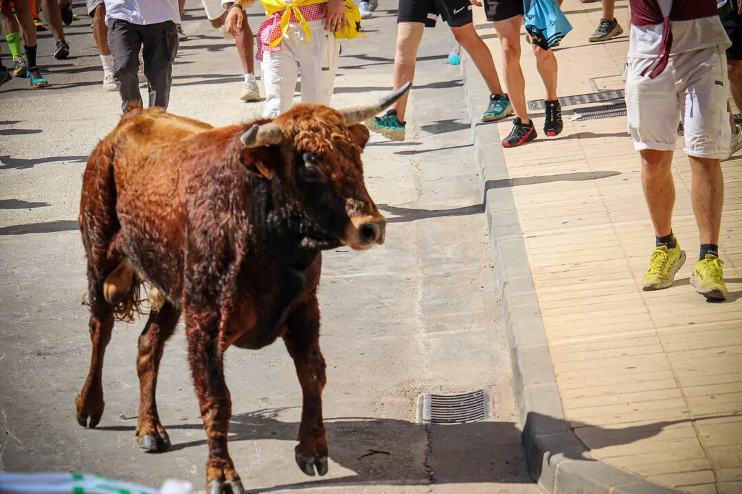 Llegada de La Saca a la plaza de Toros-47