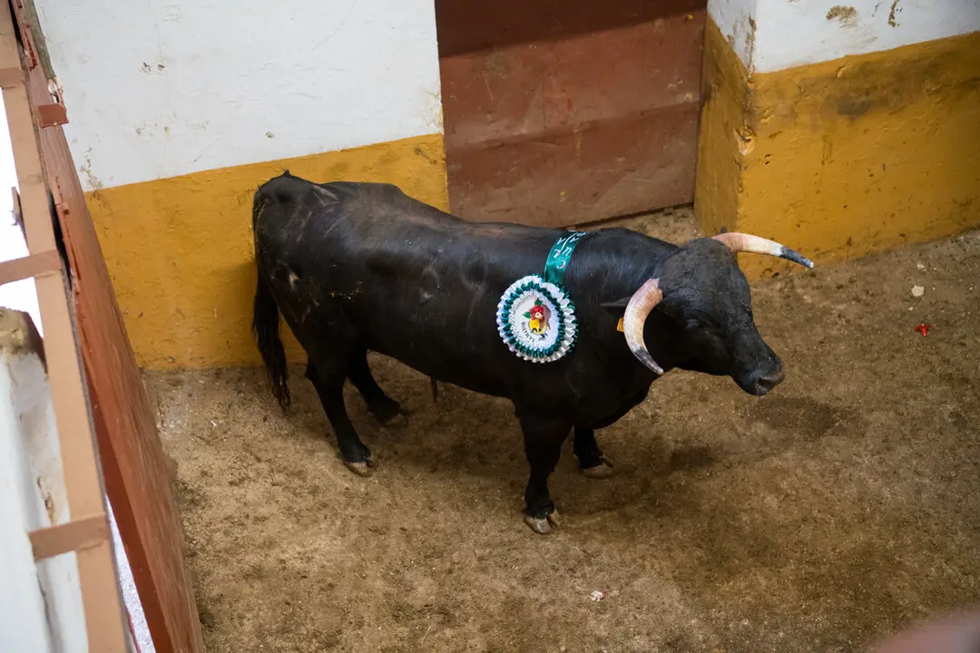 Viernes de Toros (29)