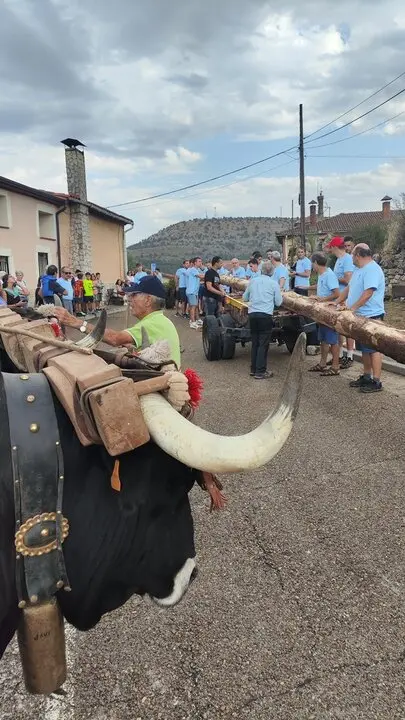 Pingada del Mayo Abejar 1