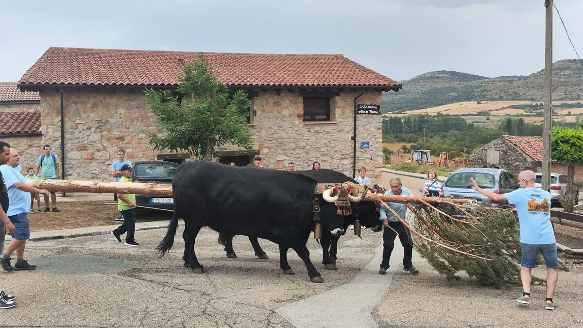 Pingada del Mayo Abejar 2