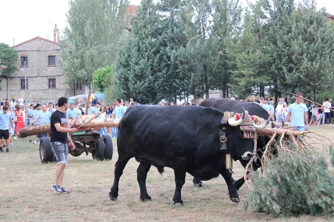 Pingada del Mayo Abejar 2025-13