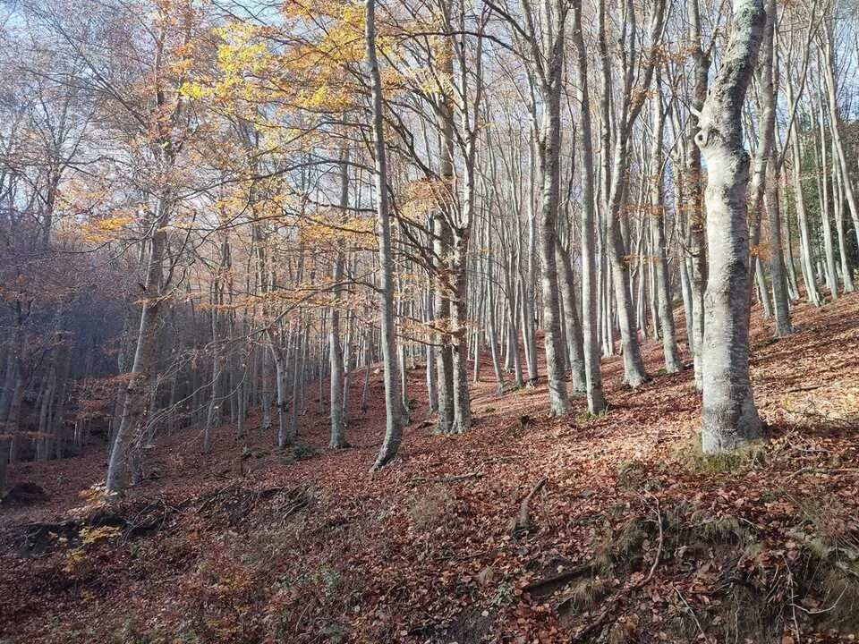Ruta de Santa Cruz de Yanguas, hayedo, Palomera, Berrocal (5)