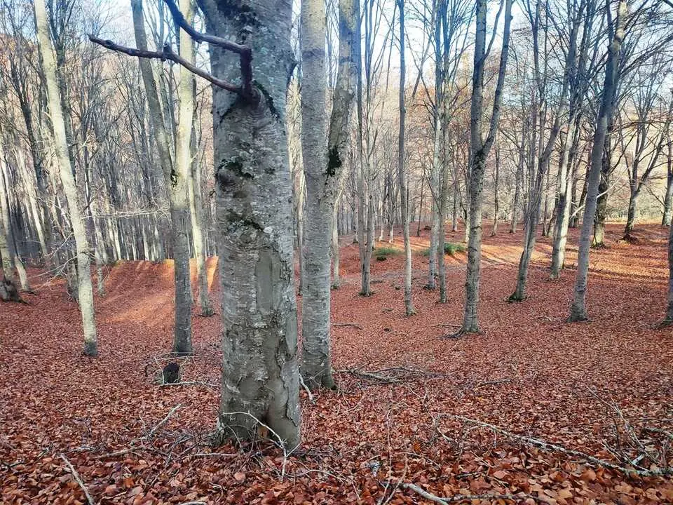 Ruta de Santa Cruz de Yanguas, hayedo, Palomera, Berrocal (7)