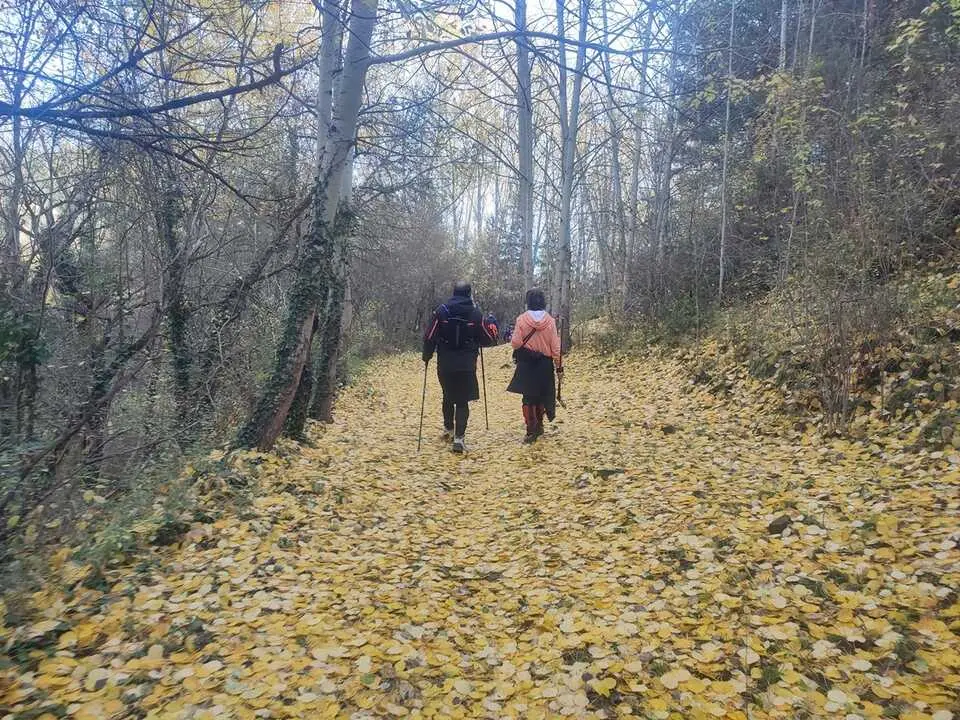 Ruta de Santa Cruz de Yanguas, hayedo, Palomera, Berrocal (19)