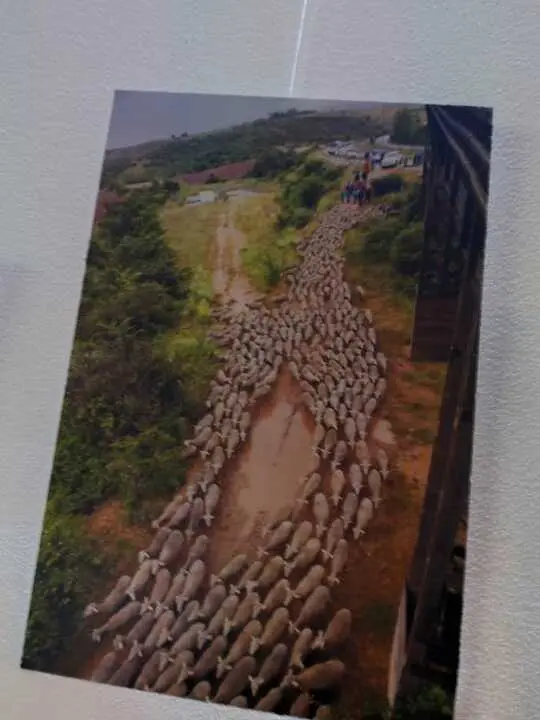 Feria Acebo Oncala (5)