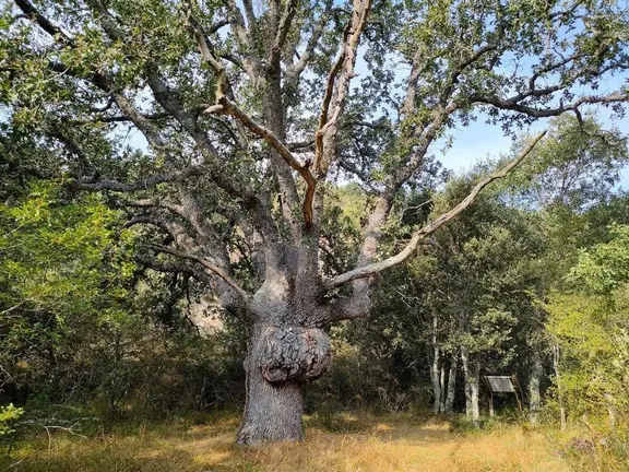 &Aacute;rbol de los Ladrones de Berat&oacute;n