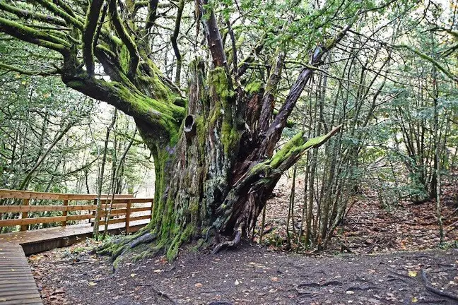 Bosque de Tejedelo. Foto Sanabria Para&iacute;so Natural