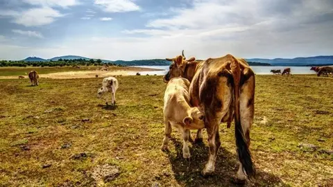 Vacas en la provincia en una imagen de archivo