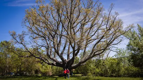 Roble de Valdeavellano de Tera (1)
