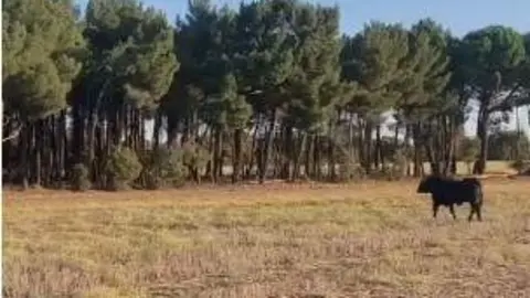 Novillo en Viana de Duero