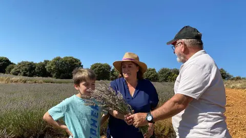 Campos de Lavanda en San Felices