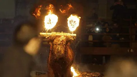 Toro Jubilo Medinaceli