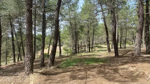 Pinares
