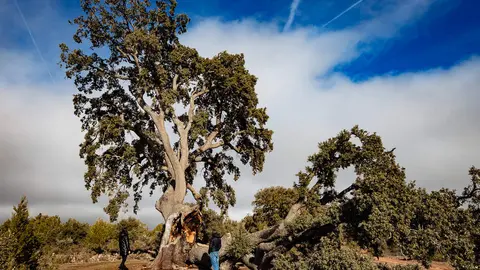 Encina de Valderrom&aacute;n2