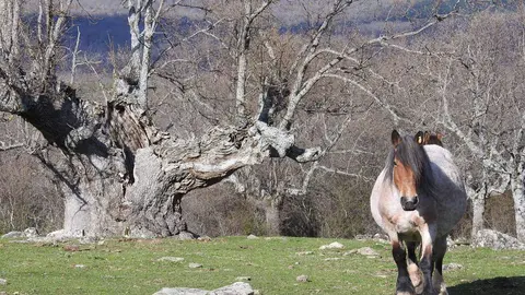 Robles y acebos en la Sierra de Tabanera (13)