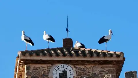 Cig&uuml;e&ntilde;as en San Felices