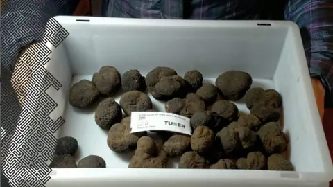 Lonja Trufa Negra Soria en Abejar