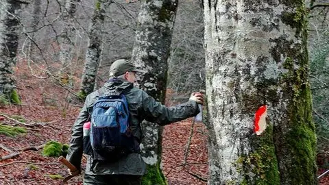 Se&ntilde;alamientos forestales