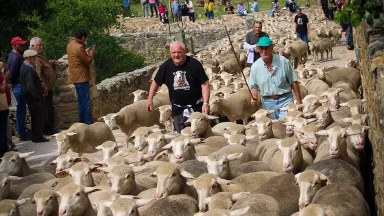 Trashumancia en Oncala-16