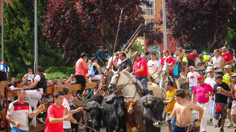 Llegada de los novillos a la plaza de toros-33