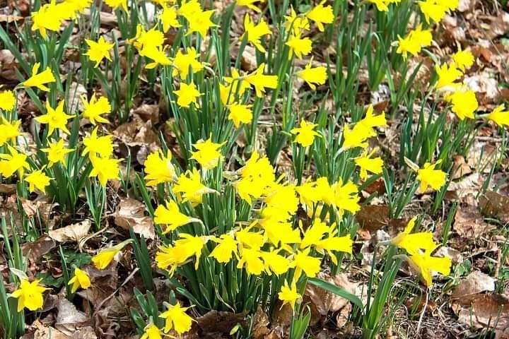 Narcisos
