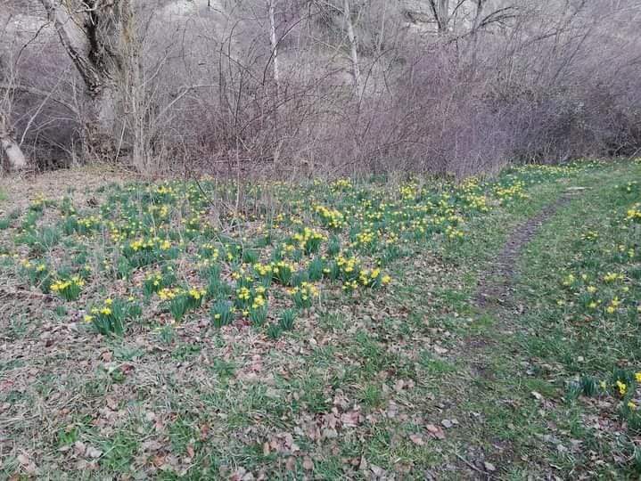 Primeros narcisos