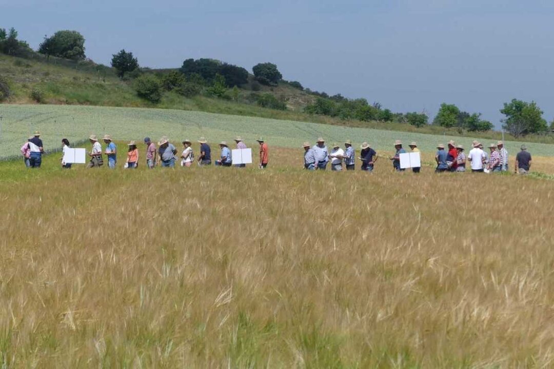Campos de ensayo