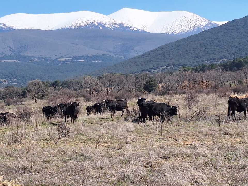 Noviercas